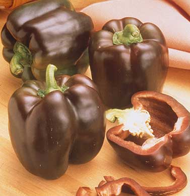chocolate peppers for disease resistant