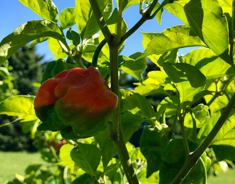 dragons breath pepper ripening from green to orange