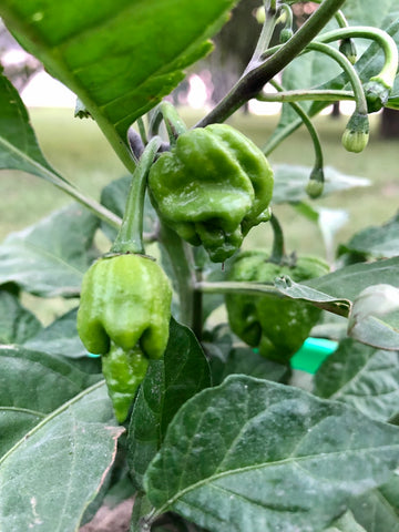 early stage fruit on dragons breath pepper plant