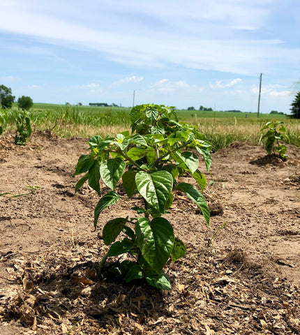 dragons breath pepper seedling in soil