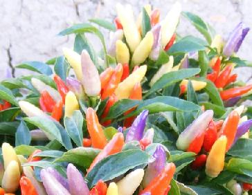 numex easter ornamental compact pepper plant