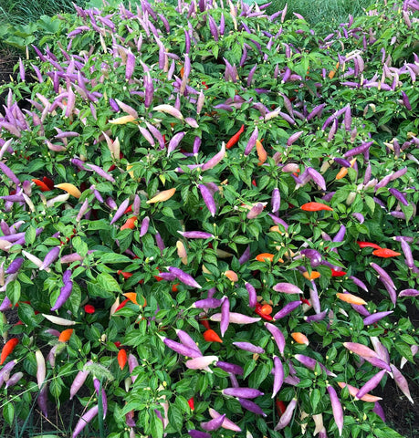 purple aji omni growi ng