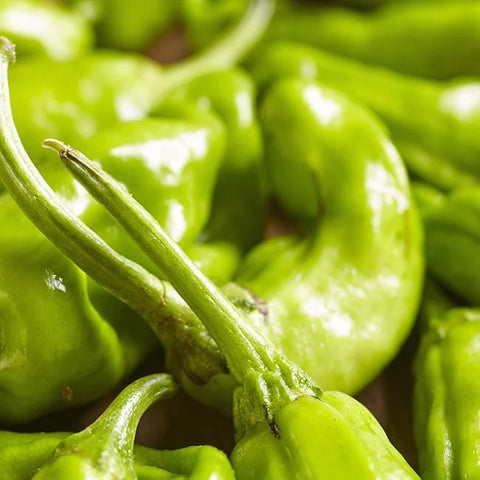 close-up shot of a bunch of green shishito peppers