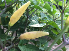 aji omnicolor pepper on plant early stage