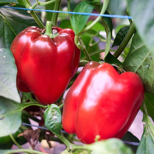 Motley Crew sweet pepper; buy your seed here - Sea Spring Seeds