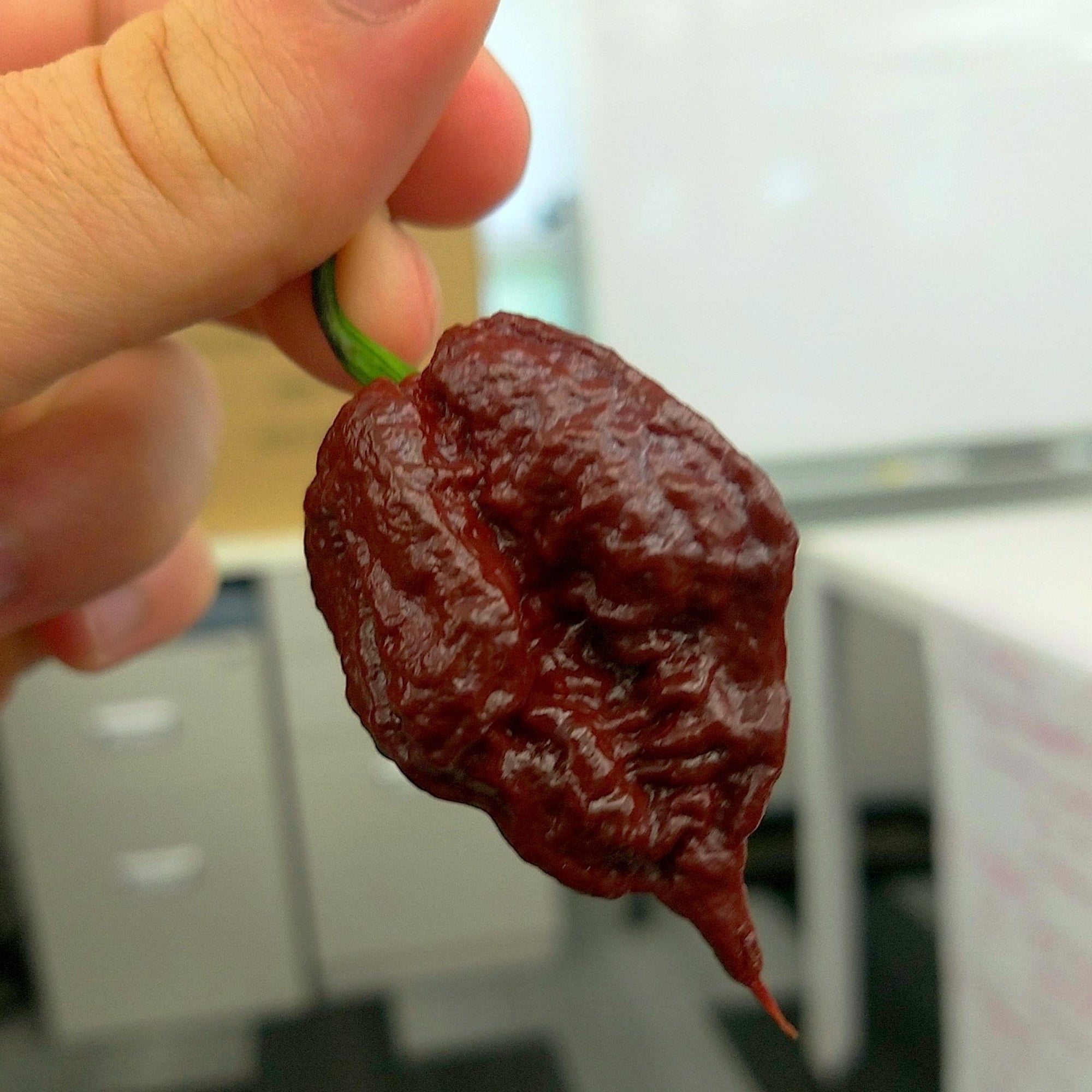 california reaper pepper for sale