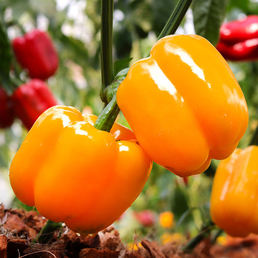 Mini Bell Pepper Seed Mix – Pepper Joe's