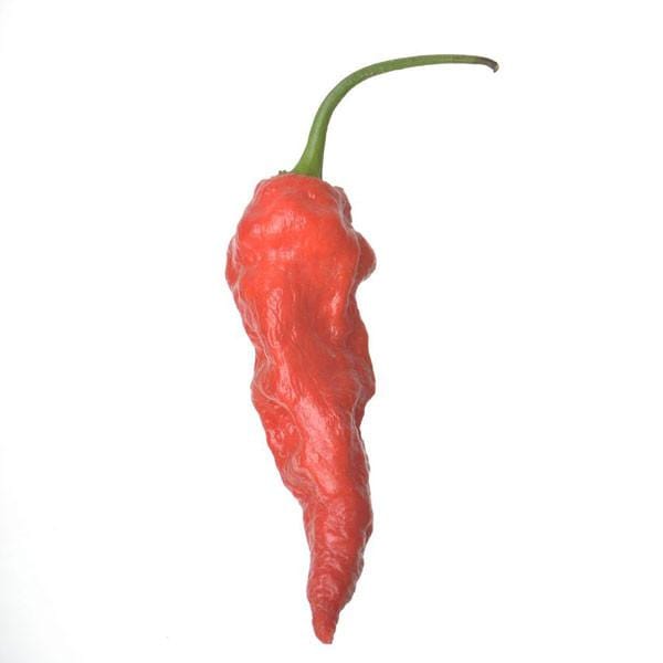 ghost pepper