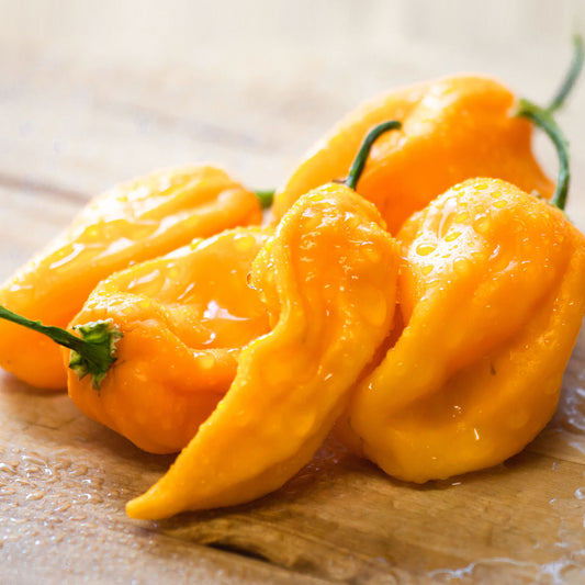 Daisy Cutter Yellow – Texas Hot Peppers