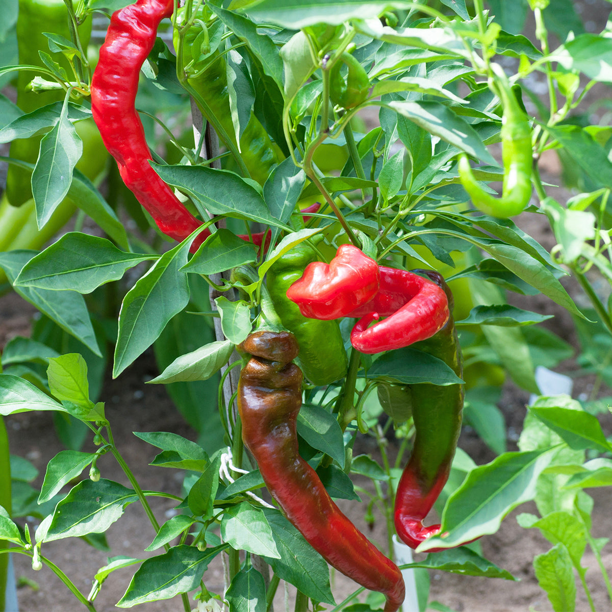 jimmy nardello pepper variety