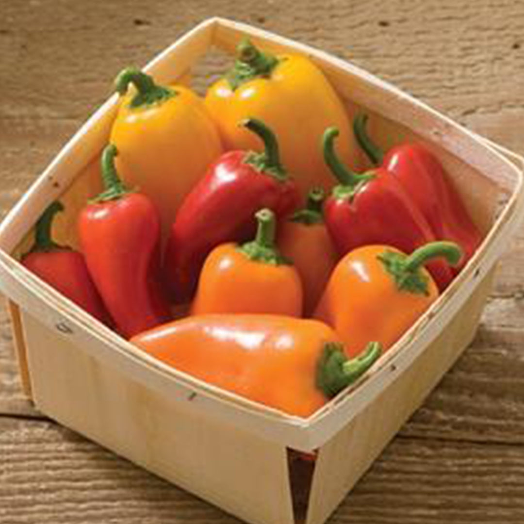 lunchbox bell peppers disease resistant
