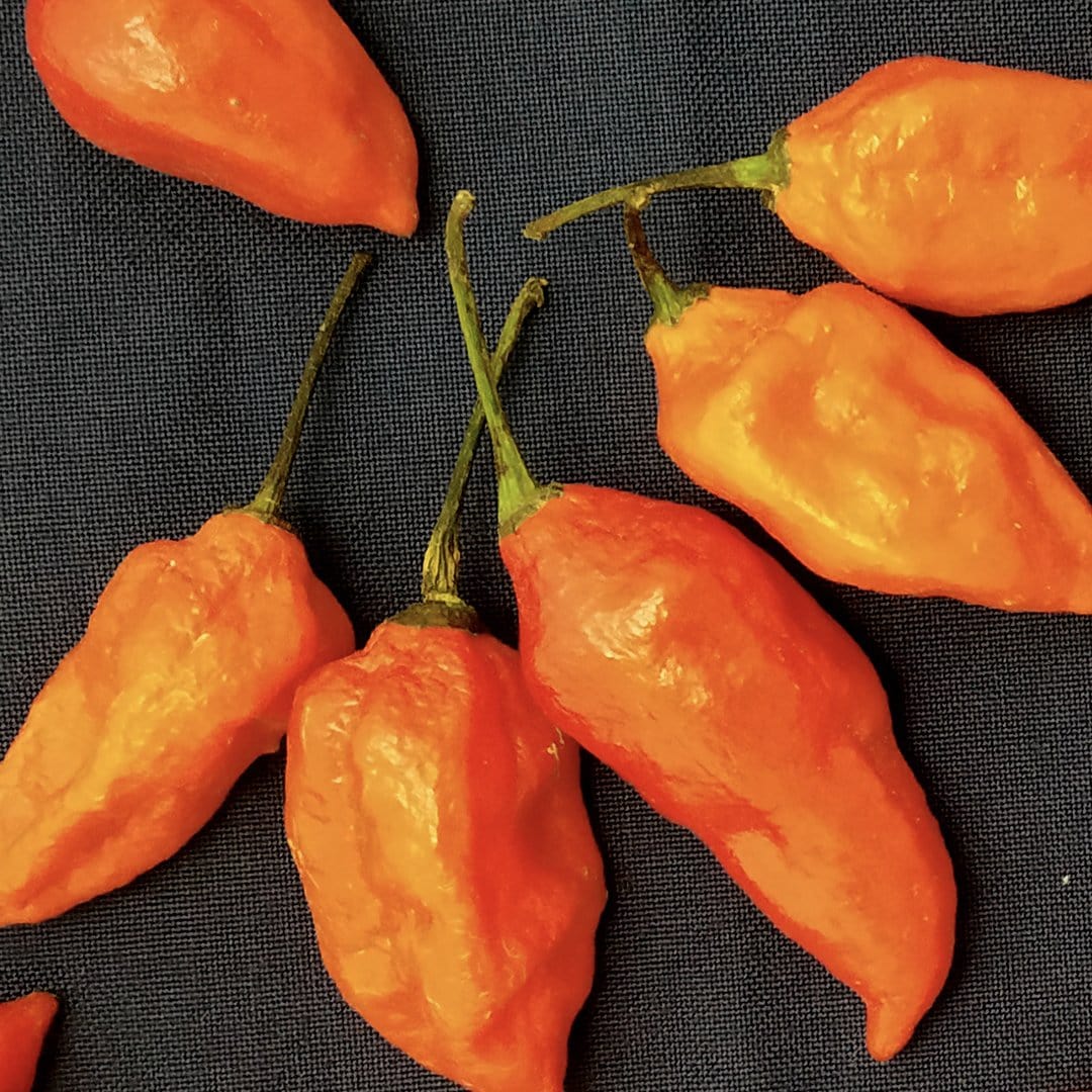 ghost pepper