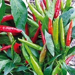 Thai Dragon F1 Pepper Seeds Pepper Joe S