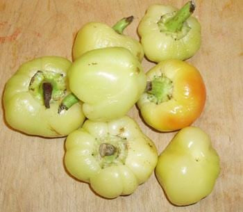 apple hungarian peppers disease resistant