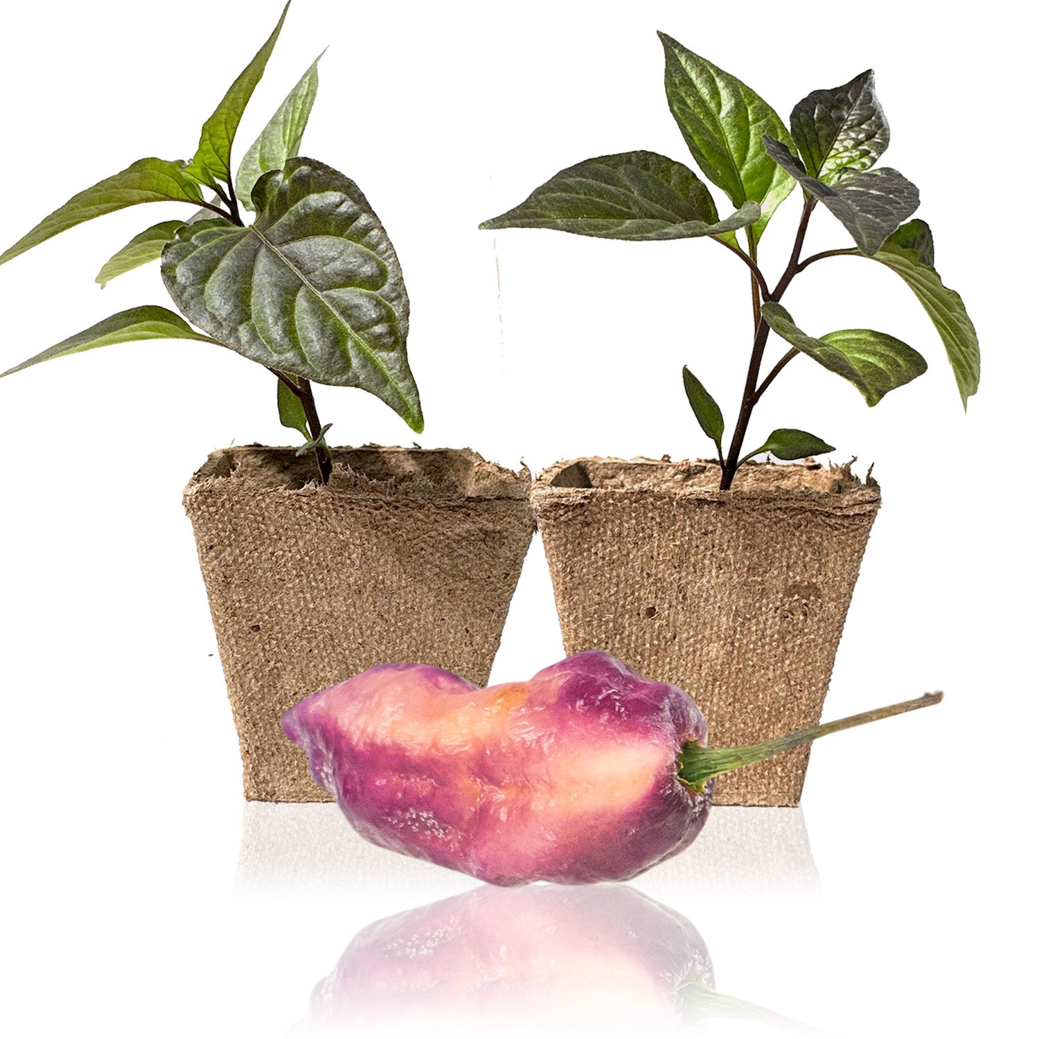 Pink Tiger X Peach Bhut Pepper Plants