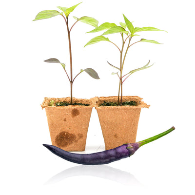 Purple Cayenne Pepper Plants - 2 Live Plants - Pepper Joe's