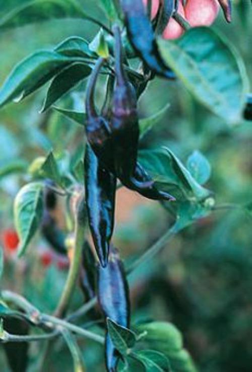 Purple UFO HOT Chili Pepper Seeds Organic Unique Creek Homestead