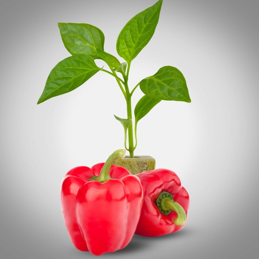 grand bell pepper seedlings