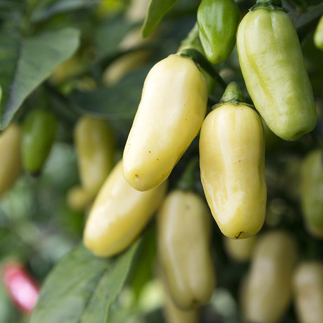 White Habanero Pepper Seeds