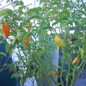 Datil Pepper Seeds Pepper Joe S