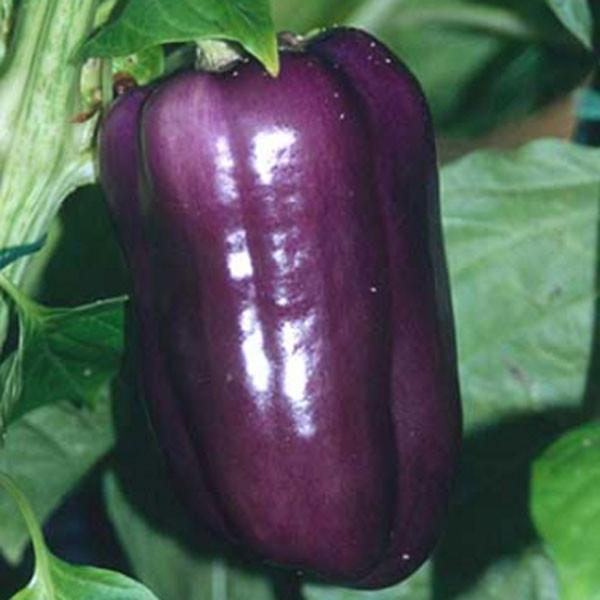 Lilac Bell Pepper Seeds Pepper Joe S