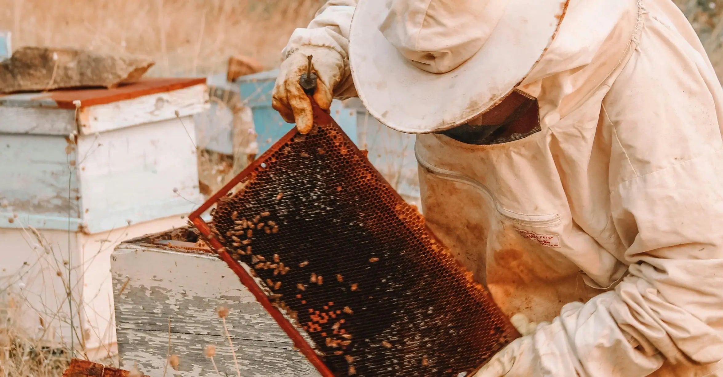 Des abeilles butinant des fleurs près d'une ruche dans un environnement naturel préservé