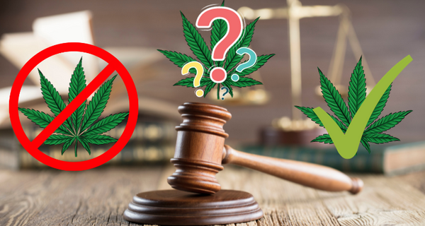 Cannabis Legal Status