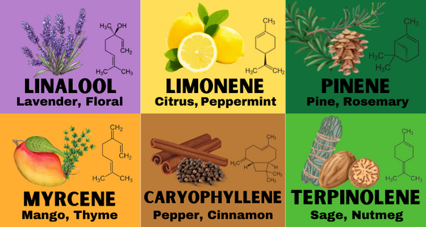 Terpene Flavor Profiles