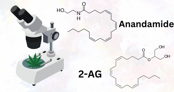 Endocannabinoids