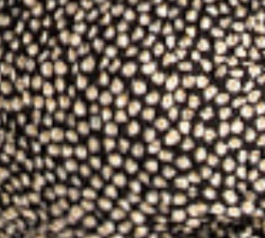Shirred elastic shorts in black floral.