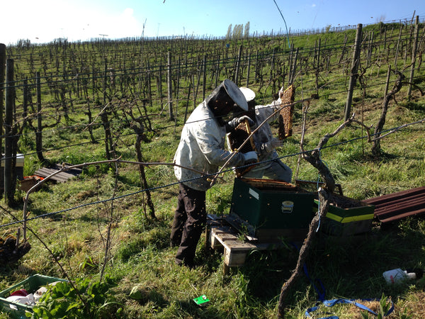 Bienenschwärmen am Iselisberg