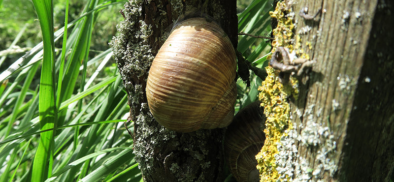 Weinbergschnecken