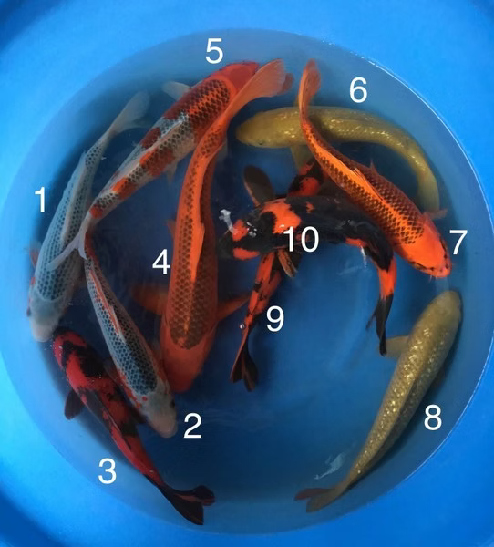 Koi 22