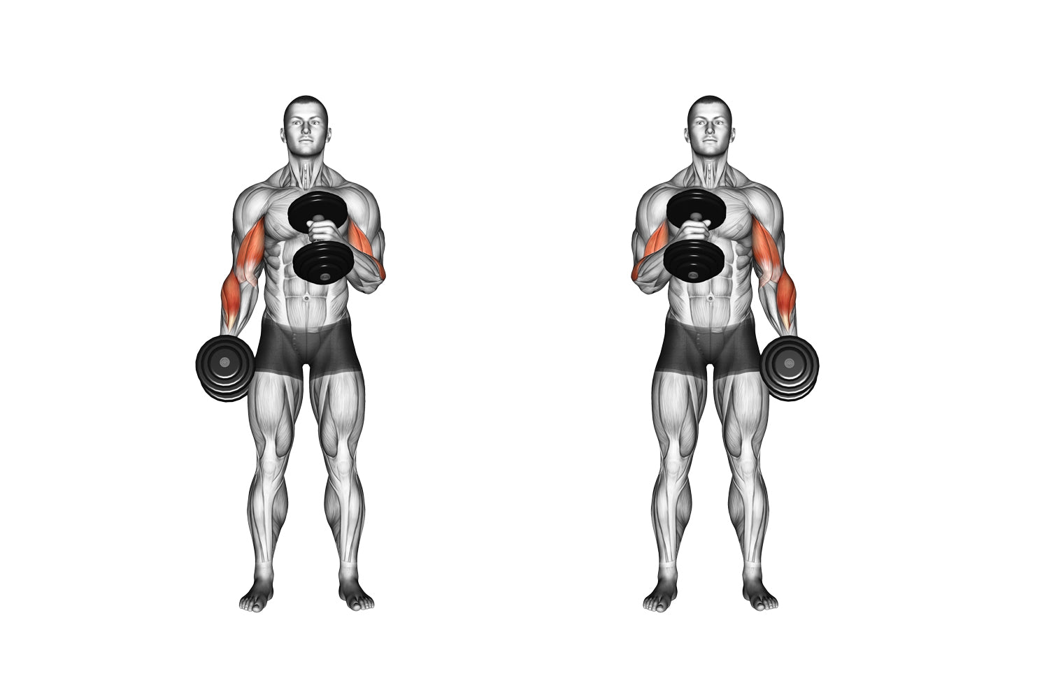 Bicep Dumbbell Exercises Useful Facts You Might Not K - vrogue.co