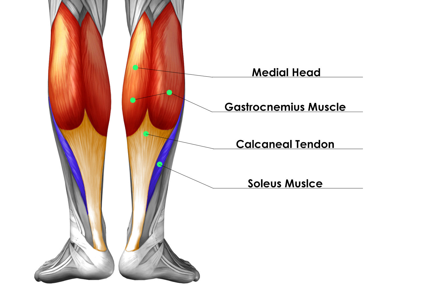 HOW TO GET BIGGER CALVES - GUIDE TO BIG CALF MUSCLES