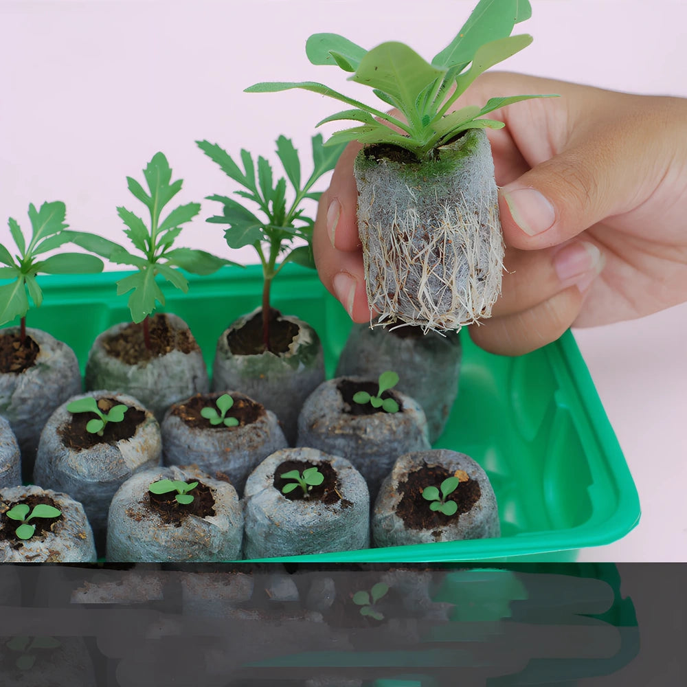 Succulent gardening tools set showing tweezers, spray bottle, sprouting tray, and bundling lines for plant care