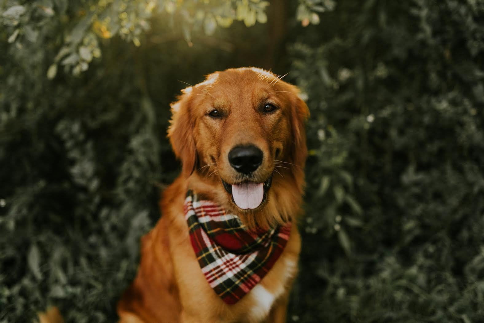 Image result for golden retriever in flannel