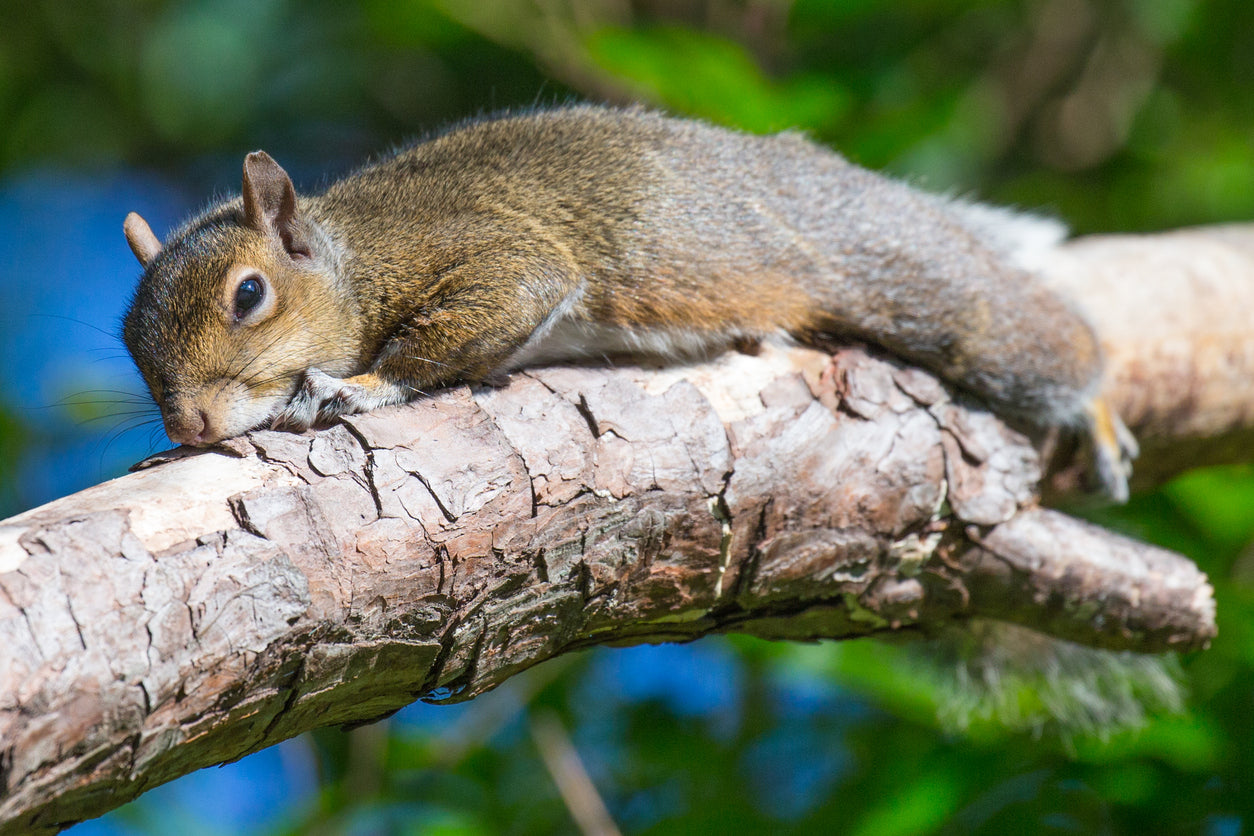 are squirrels bad for dogs