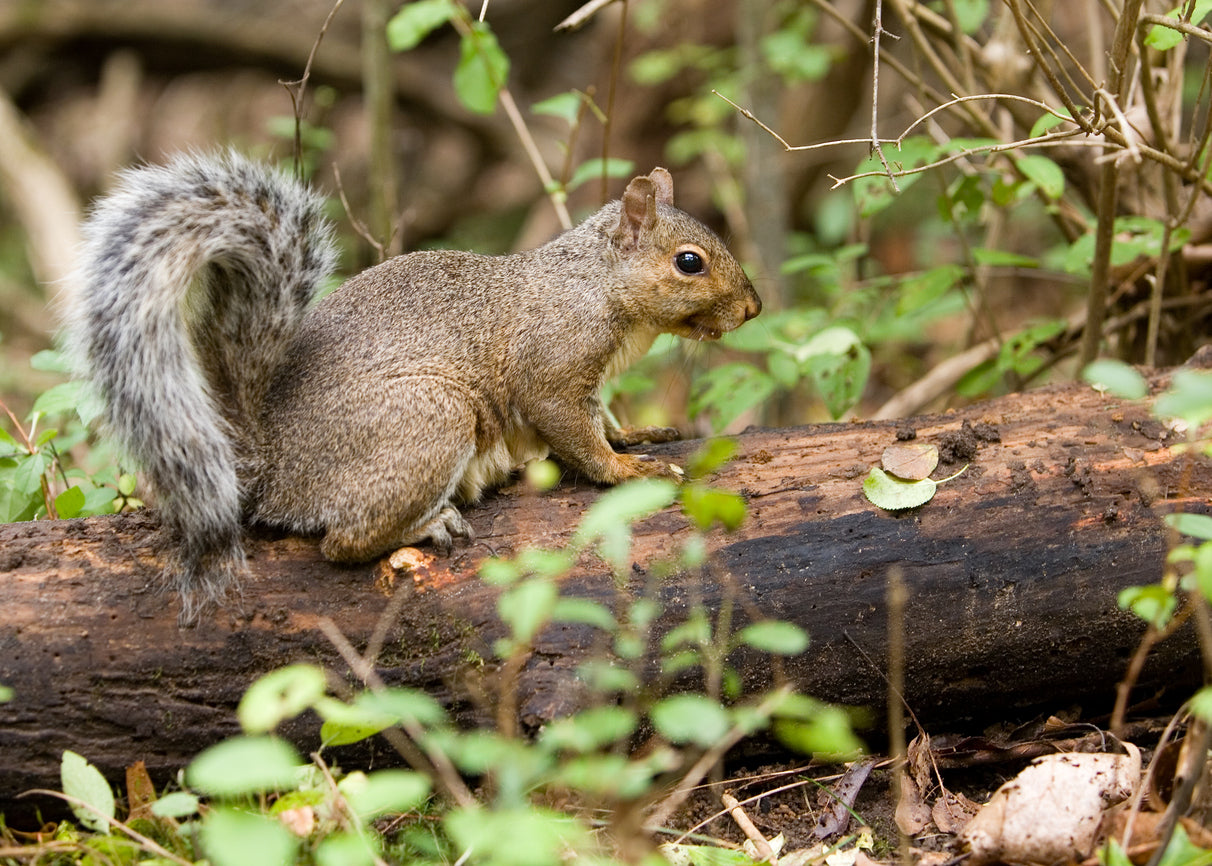 Keep Squirrels Wild not in Attics