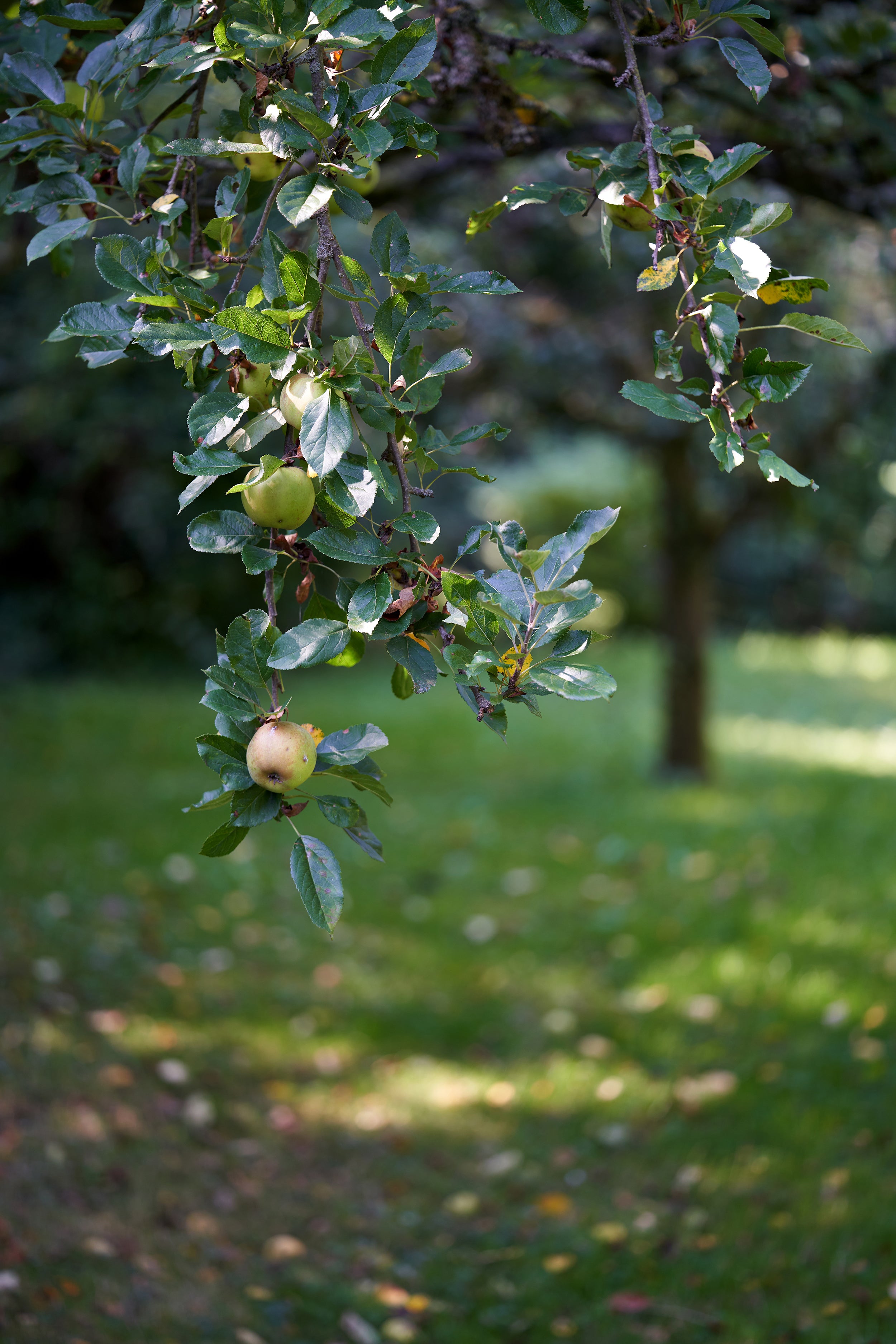 Autumn apples