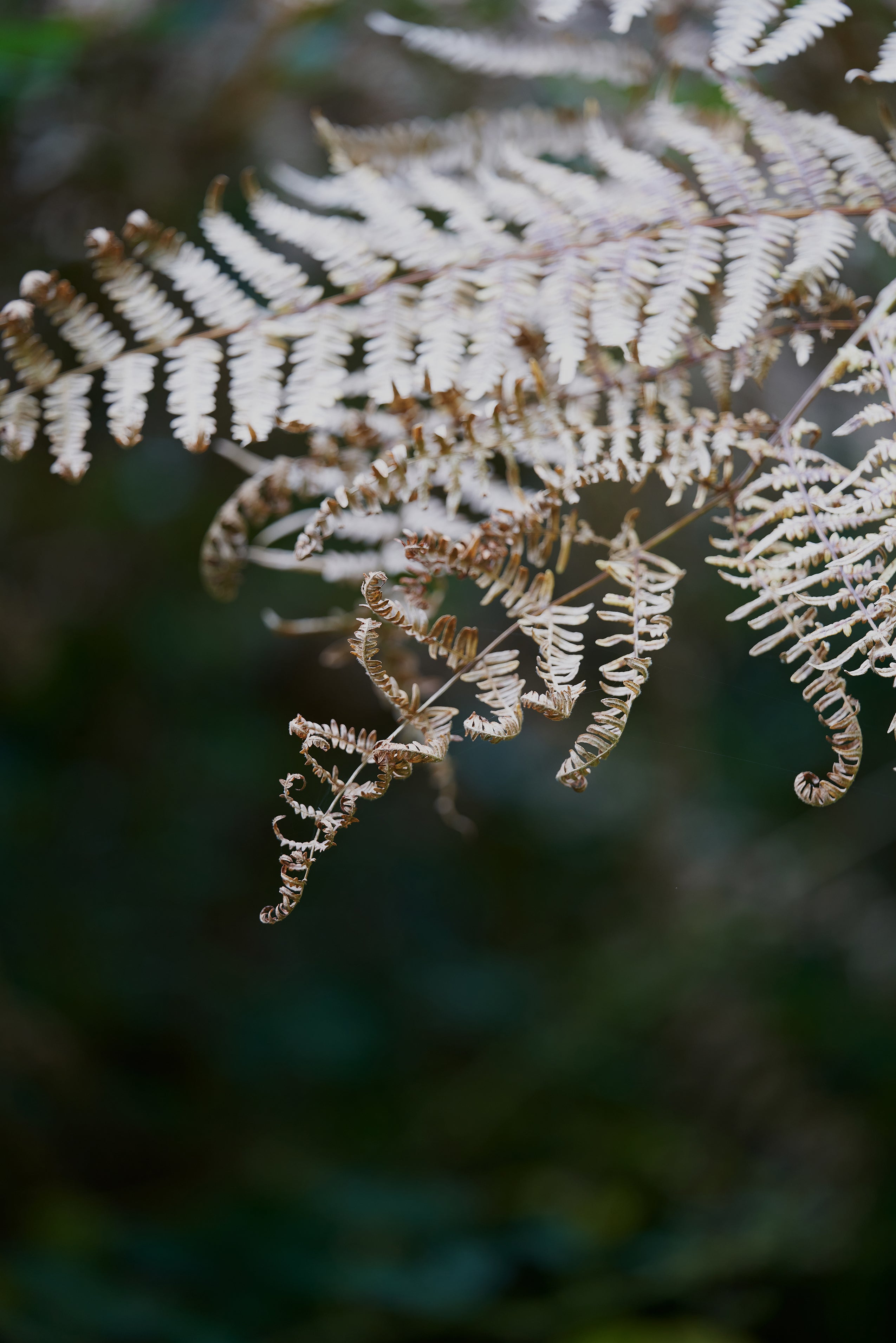 Autumn fern