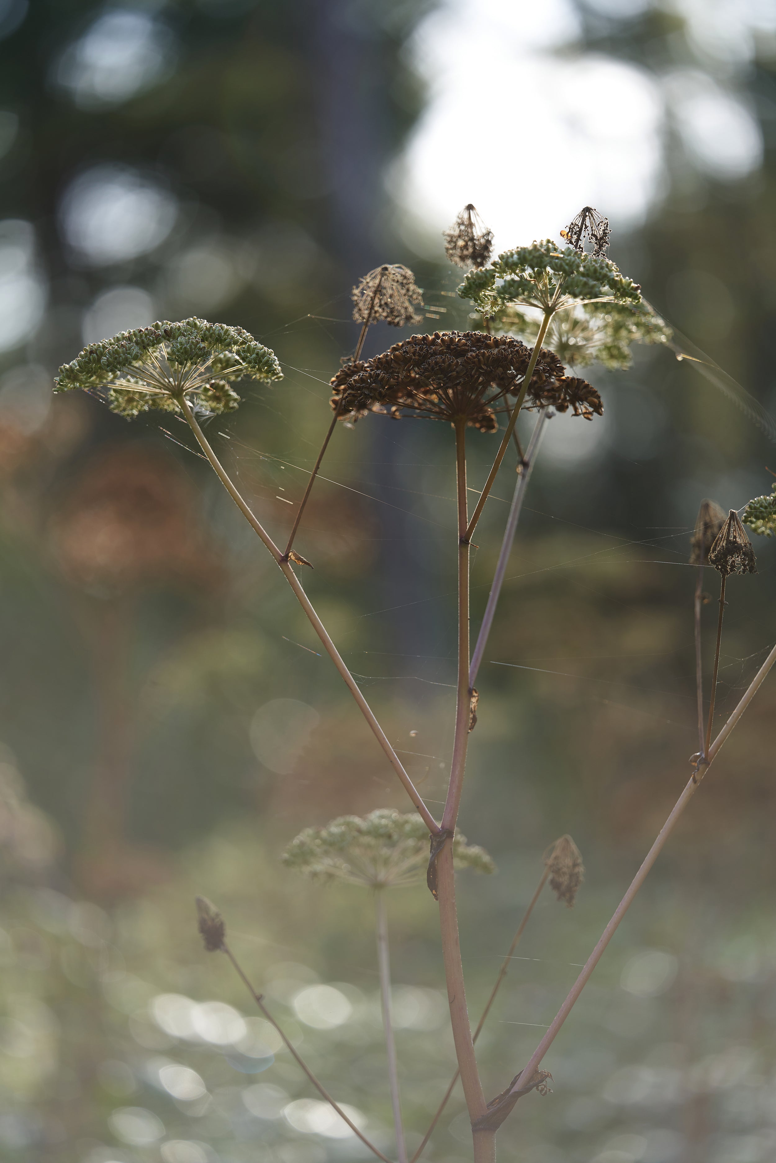 Autumn Queen Annes Lace