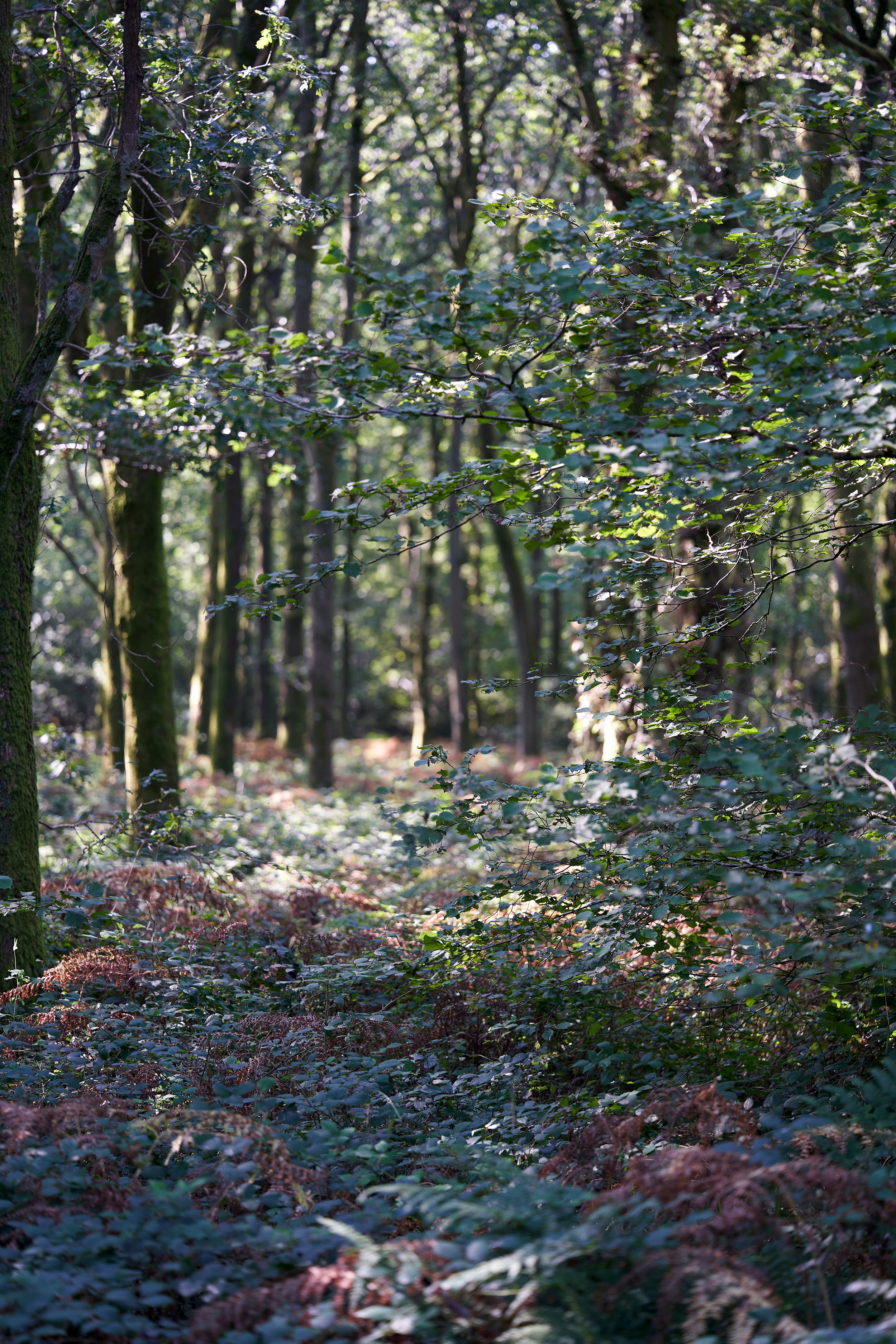 Autumn in the woods