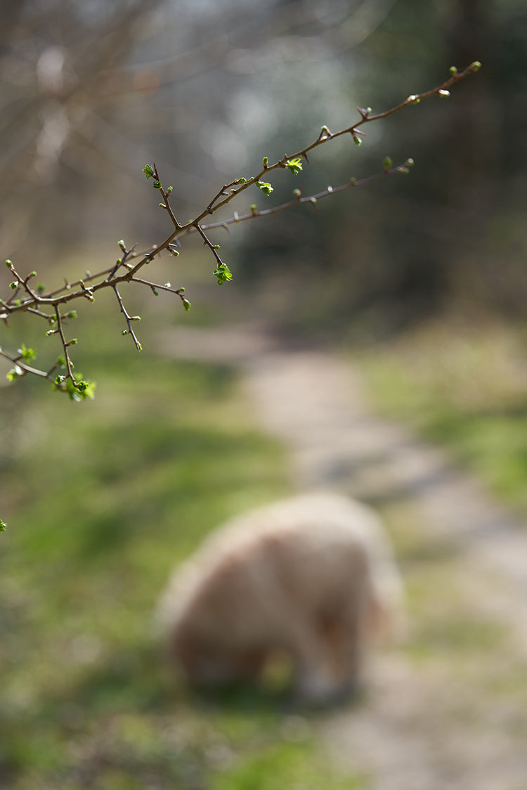 Spring in the woods