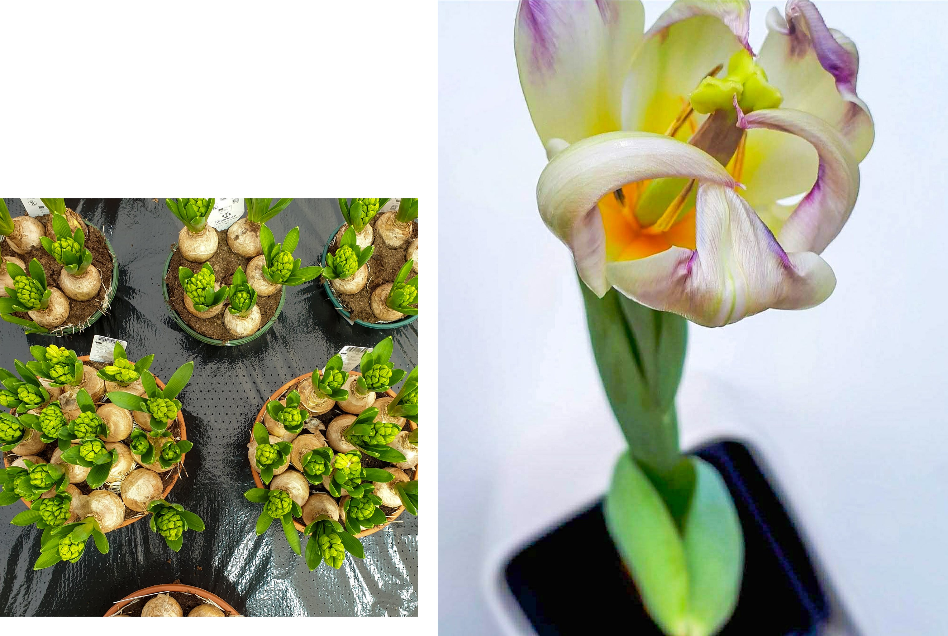 The Radiant Nutritionist Bulbs and Tulip