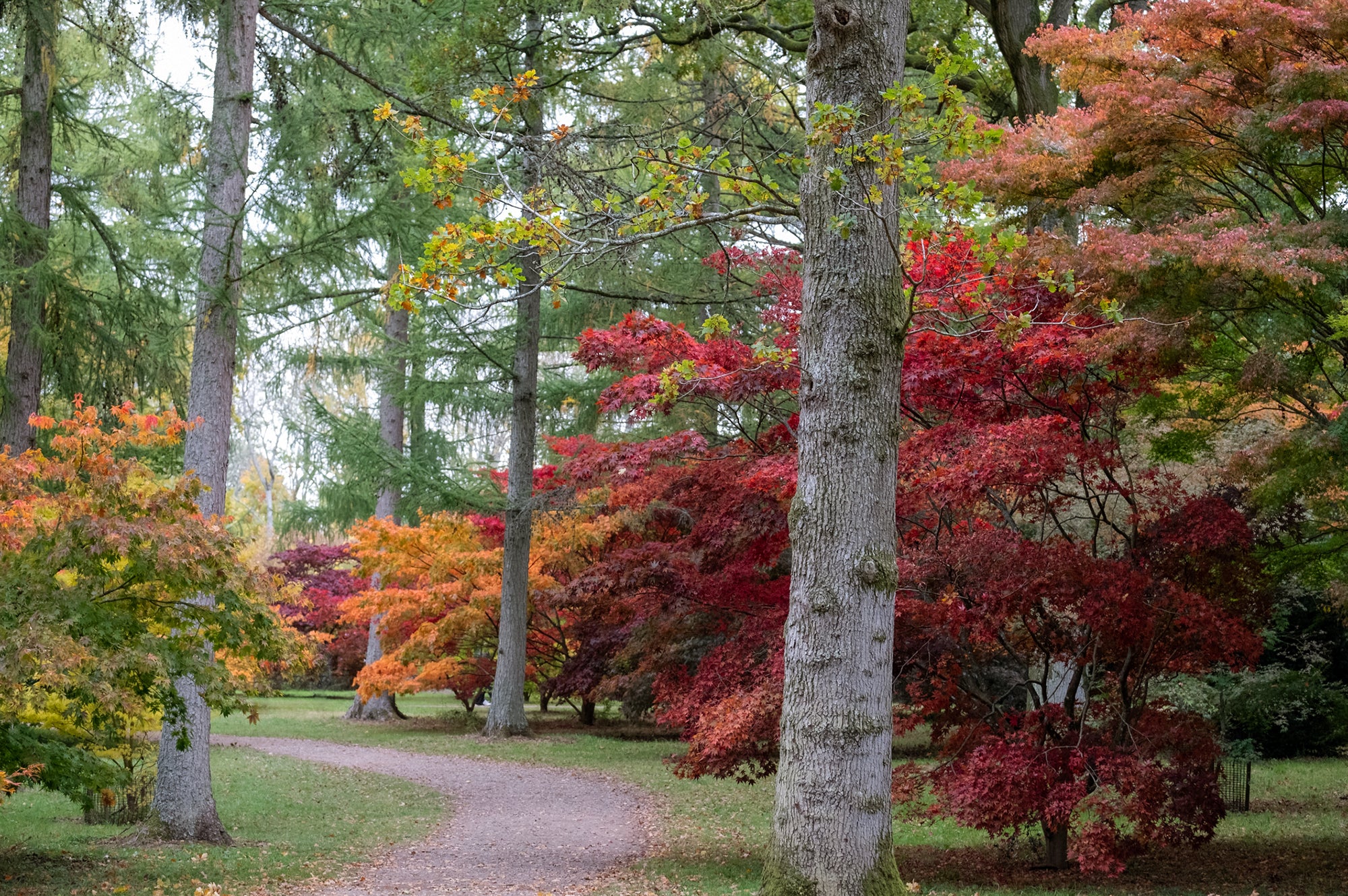 Westonbirt Arboretum, Cotswolds