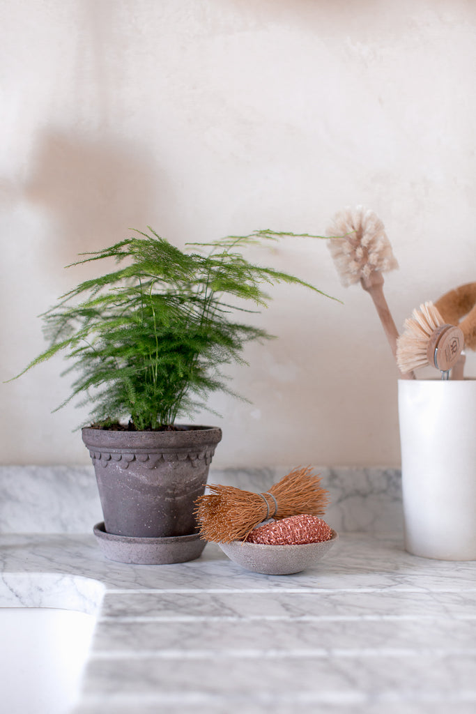 kitchen fern plant in bergs potter plant pot 