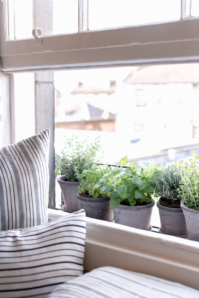 kitchen herbs in grey terracotta plant pots 