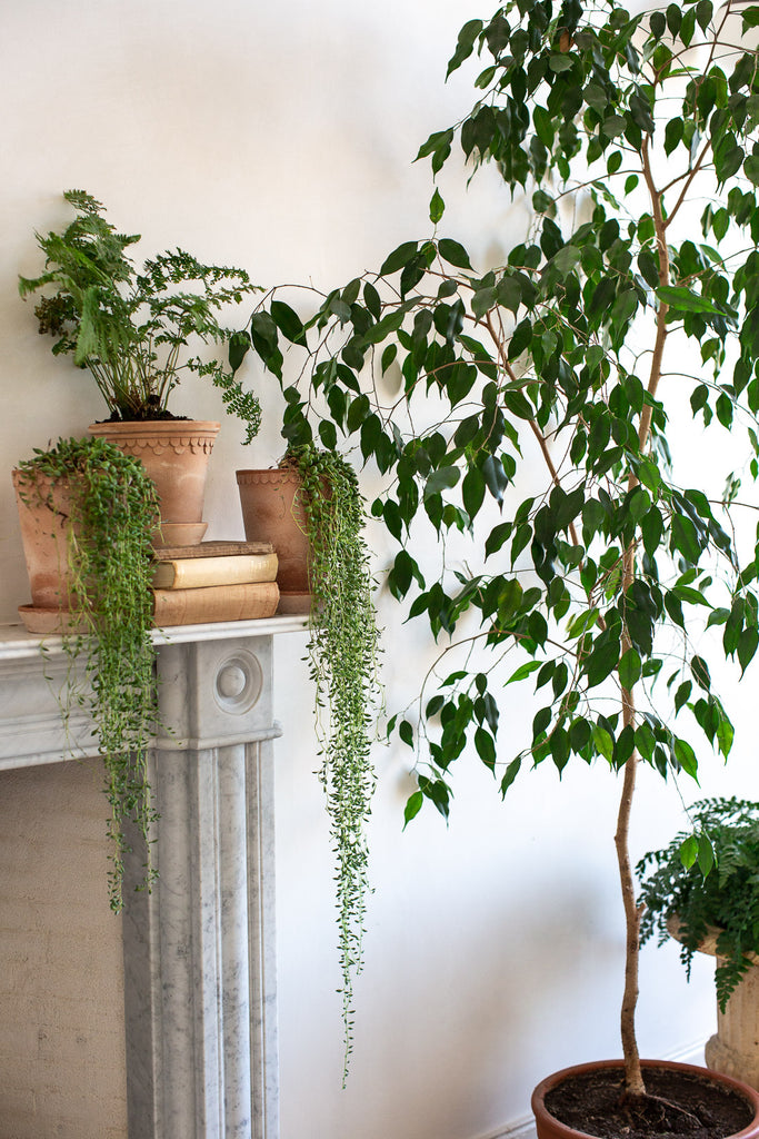 decorating with indoor plants 
