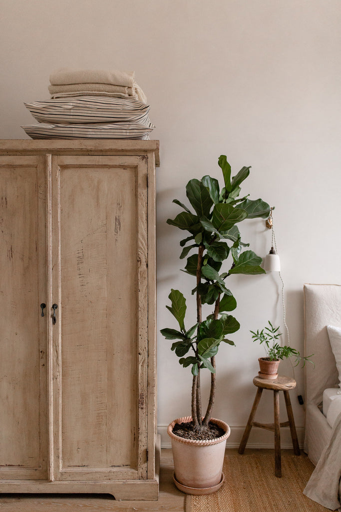 fig plant and vintage wardrobe